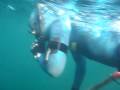 Spearfishing Pargos Punta Mita LTR Enero '08