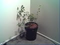 Indoor Hydroponic Blueberry Tree #5 Indoor Hydroponic Blueberry Tree #5