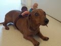 Cute Fast Running Barrel Racing Wiener Dog Dachshund.mov