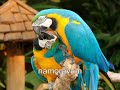 crueldade com animais até onde isso vai crueldade com animais até onde isso vai