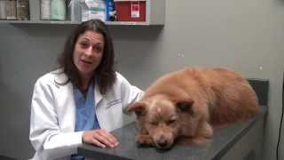 Spaying and Neutering with Dr. Cooper - Animal Medical Hospital, Charlotte