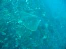 an eagle ray buzzing lisa at outer sunken rock in tryphena harbour, great barrier island, new zealand
