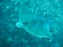 an eagle ray buzzing lisa at outer sunken rock in tryphena harbour, great barrier island, new zealand