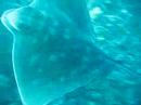 an eagle ray buzzing lisa at outer sunken rock in tryphena harbour, great barrier island, new zealand