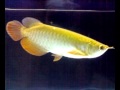 Arwana golden red