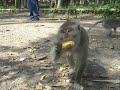 Monkey Attack in Bali