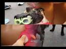 Pug & Costumes (Carlini Collection) Pug & Costumes (Carlini Collection)