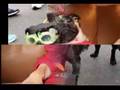 Pug & Costumes (Carlini Collection)