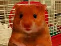Personnel Harry the hamster vid for jaton + fila (the cat)