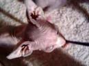 catmovie