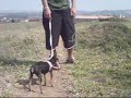 LUNA E MADONA PASSEANDO EM BRAGANÇA PAULISTA SP, DA HORA! LUNA E MADONA PASSEANDO EM BRAGANÇA PAULISTA SP, DA HORA!