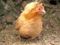Poule de race Nagasaki