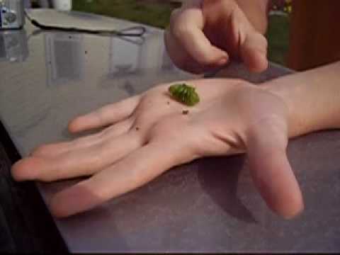 how to collect impatiens seeds