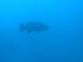 Goliath Grouper on Caster shipwreck at 107 feet in Boynton Beach FL - 22 Nov 2009 - Part II