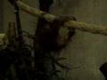 Orangutan baby