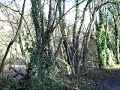 Chalford Walk Feb 2008 (Part 3)