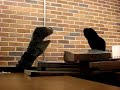 Academic Discourse and the Quest for Self-Knowledge