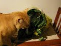Julius the Cat Eats Collard Greens