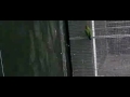 agapornis rosicollis vliegt recht omhoog agapornis rosicollis vliegt recht omhoog