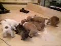 staffy pups