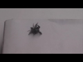malaysian fighting jumping spider malaysian fighting jumping spider