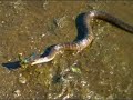 Water Snake stealing my bait Water Snake stealing my bait