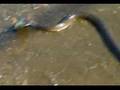 Water Snake stealing my bait