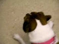 Muffin and Belle go to the Vet's