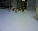Being followed by 2 week old goslings