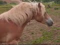 Horses running around Horses running around