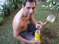 Enterro da pinga