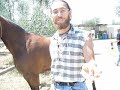 come salire a cavallo senza sella