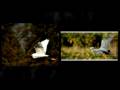 videos de Recent Work
