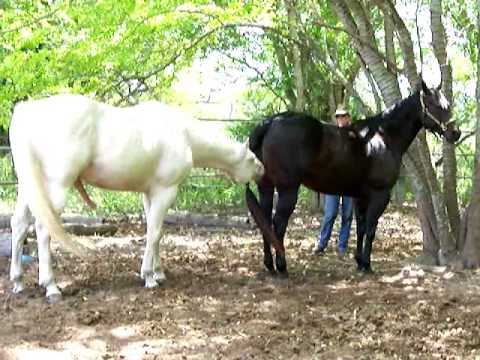 Breeding - IF you control a horses' feet-you control his mind. How much control can you have without a halter? How about this? This young AQHA stud is taught by hand si...