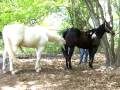 VERY well behaved Hawaiian AQHA Cremello stallion breeding VERY well behaved Hawaiian AQHA Cremello stallion breeding