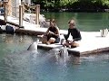 dolphins at Kahara Mandarin Oriental, Hawaii