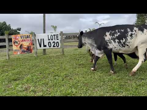 LOTE 20 - 01 VACA C/CM (ALEGRIA) 3/4; BR:047 AM; 4° CRIA; PROD.: 9KG