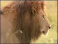Lions Lions