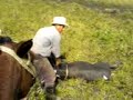 Primeras Montas Jaripeo Rodeo Pablo !!