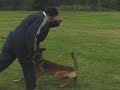 Belgian Malinois \"Dutch\" (son of Byrak) 1yr. old. Belgian Malinois \"Dutch\" (son of Byrak) 1yr. old.