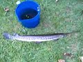 Gar Caught from my pond Gar Caught from my pond