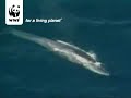 Blue whale Blue whale