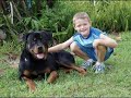 A Rottweiler\