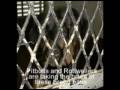 A Rottweiler's Testament to Love