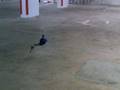 videos de Copter X Maiden Hover