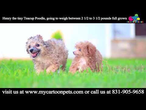Teacup poodle Henry Playing under the sun.. He is so cute