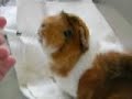 Spiffy, our very sick Guinea Pig
