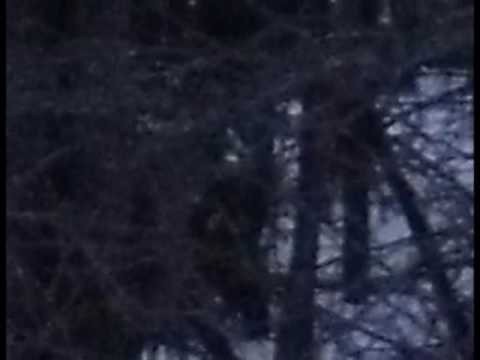 Centaur - While walking my dogs, they started barking at the bush. I did not see anything but took this picture anyway. Later I enlarged it and was surprised at what I...