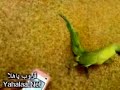 Funny dancing parrot Funny dancing parrot