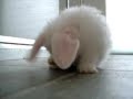 Baby Bunny Grooming